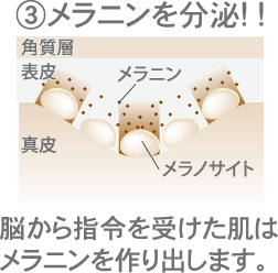 メラニンを分泌